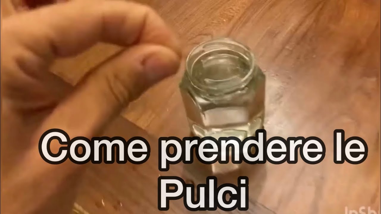 aceto contro le pulci del gatto