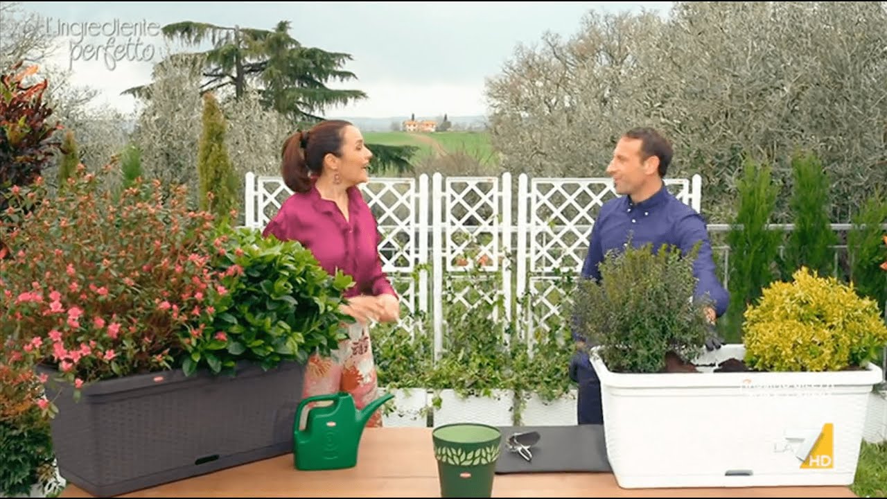 alberi da vaso resistenti al freddo
