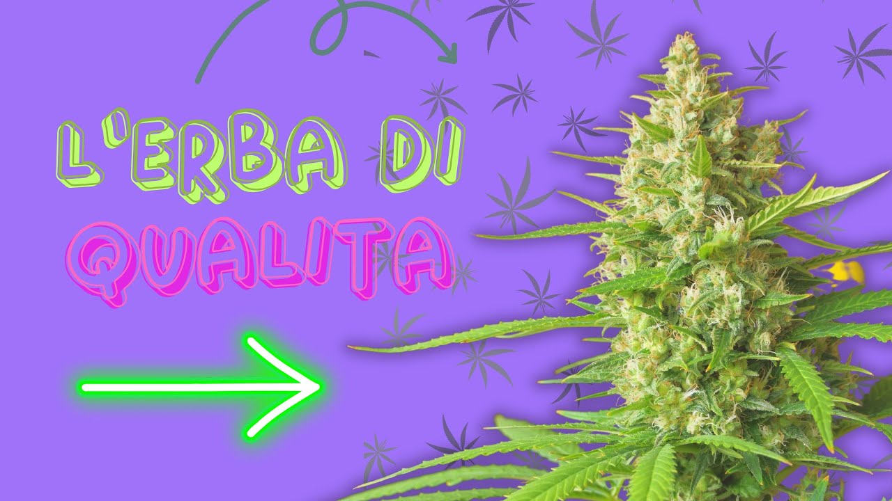 come capire quando l erba è pronta