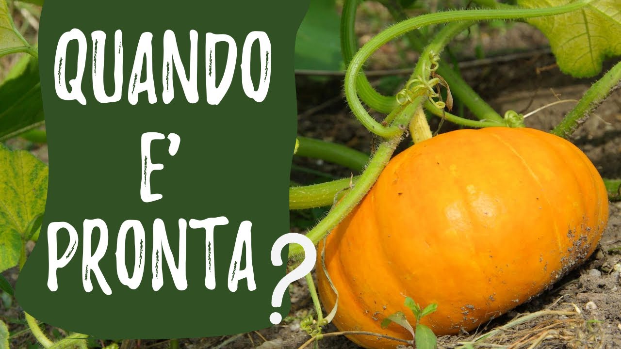 come capire se la zucca è andata a male