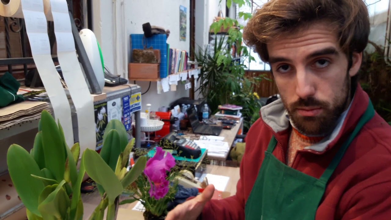 come capire se l'orchidea sta fiorendo