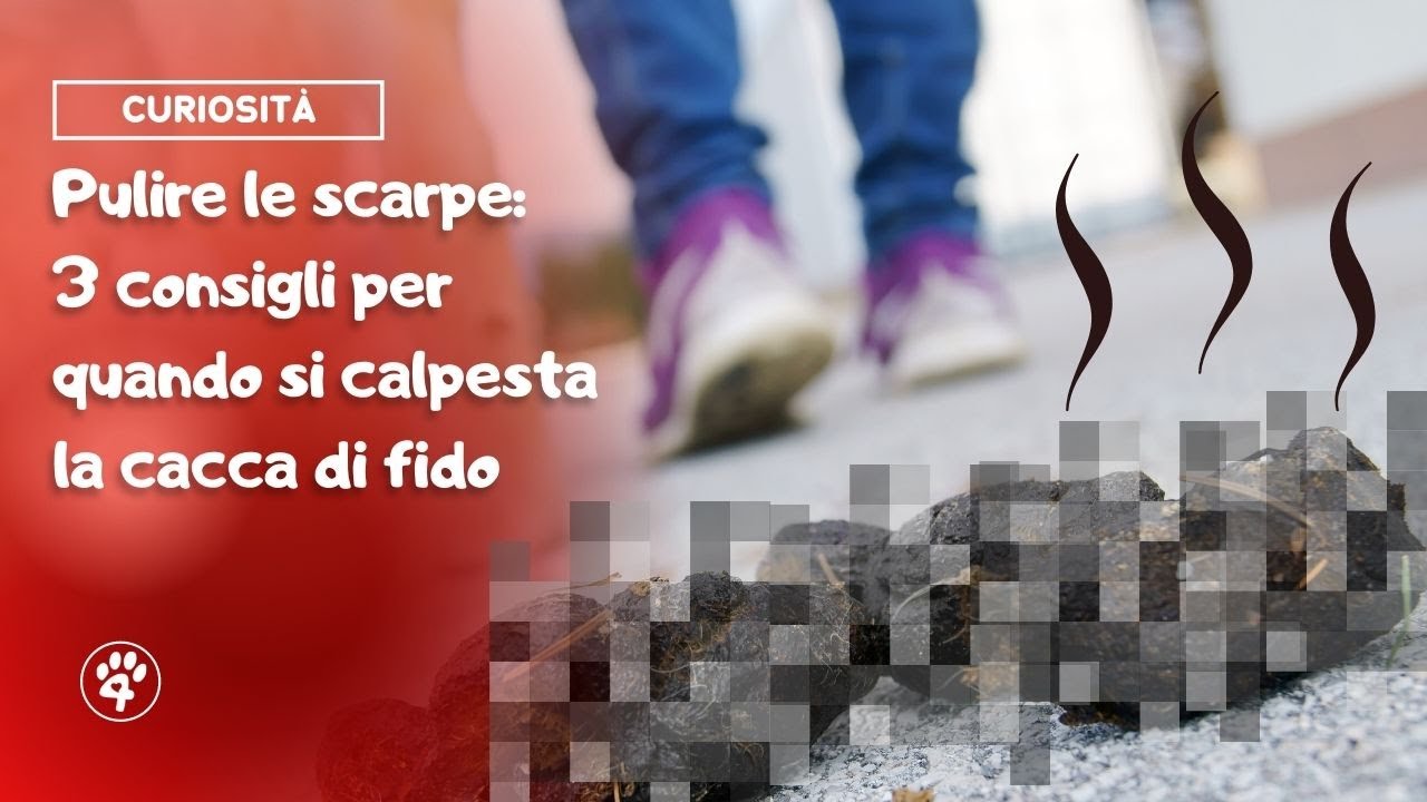come togliere la cacca dalle scarpe