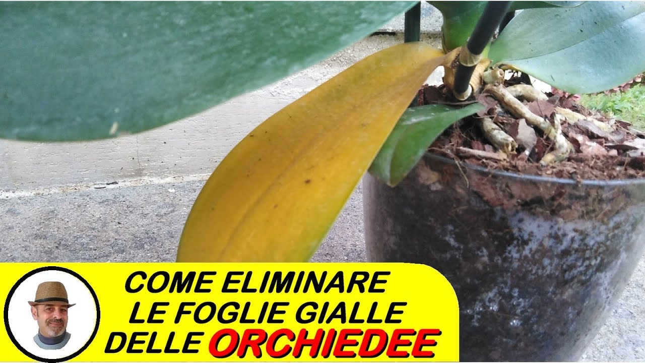 cosa fare con una foglia di orchidea