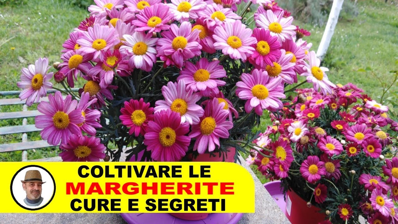 fiore simile a una grande margherita