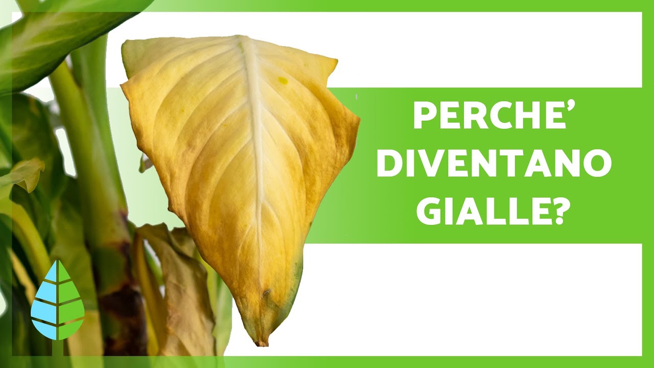 foglie gialle basilico si possono mangiare