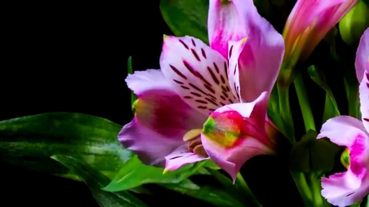 il fiore - il supermercato dei fiori