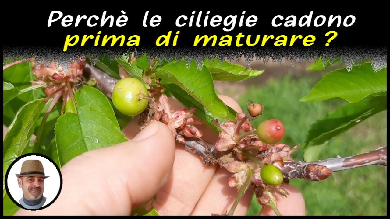 la ciliegia che dà nome a un brandy