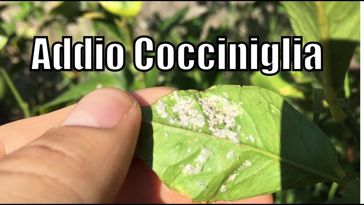 limoni con cocciniglia si possono mangiare