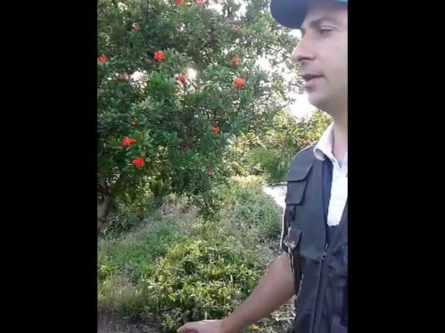 lo è il fiore del melograno