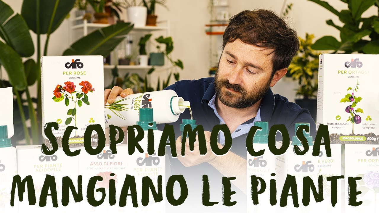 miglior concime per piante da appartamento