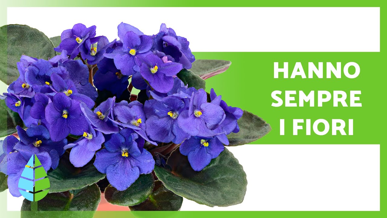 pianta di fiori di diversi colori