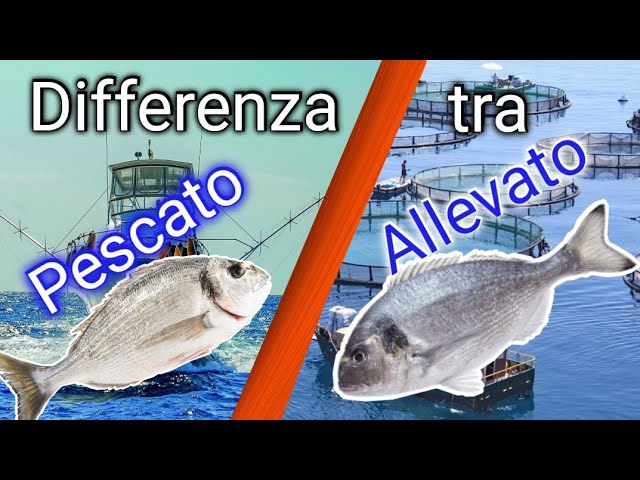 prezzo orata di mare al kg