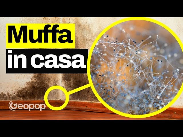 prodotti per prevenire la muffa sui muri