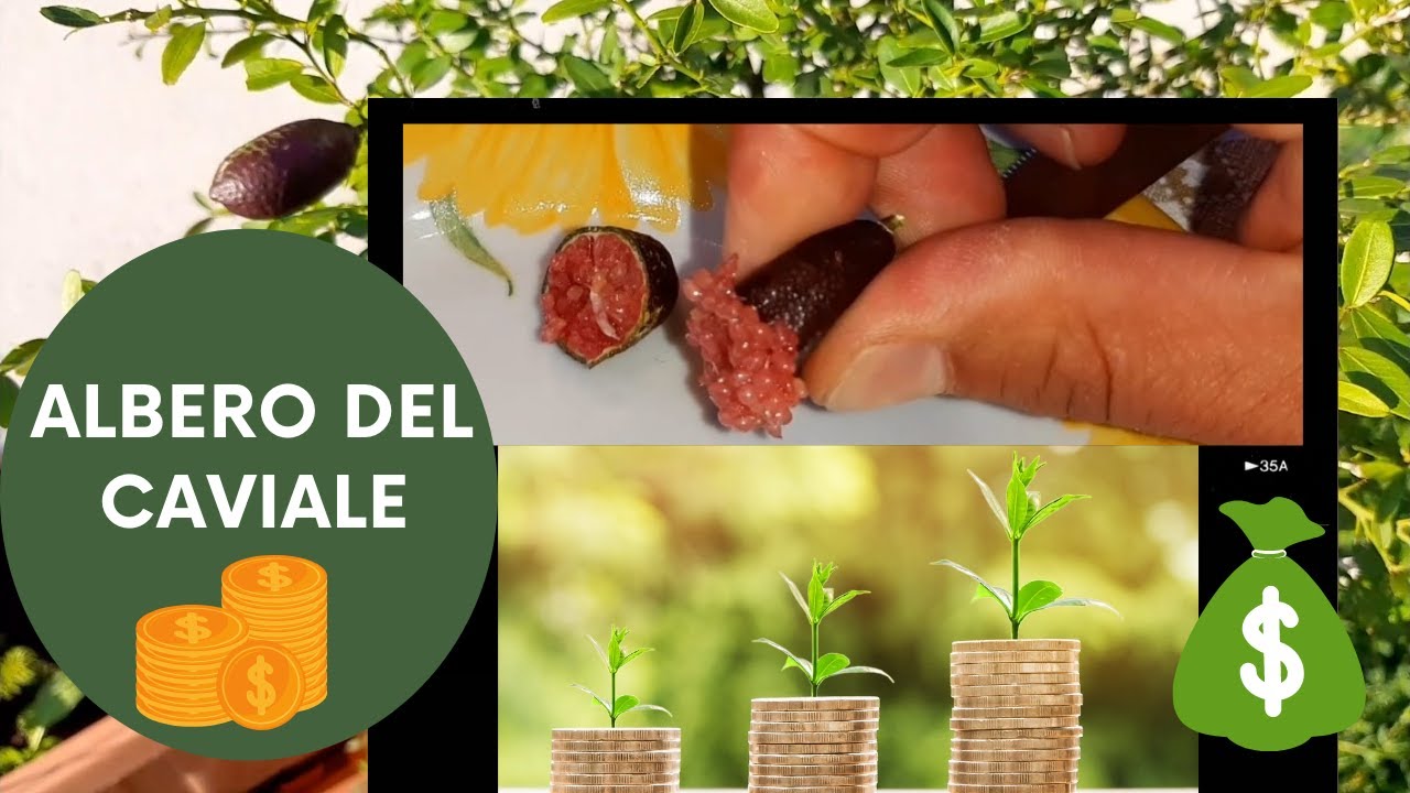 quanto costa una pianta di limone