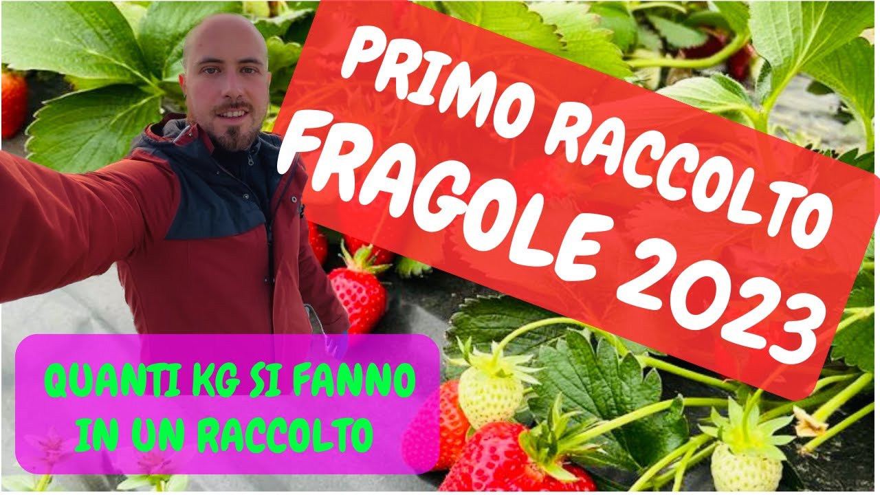 quanto costano le fragole al kg