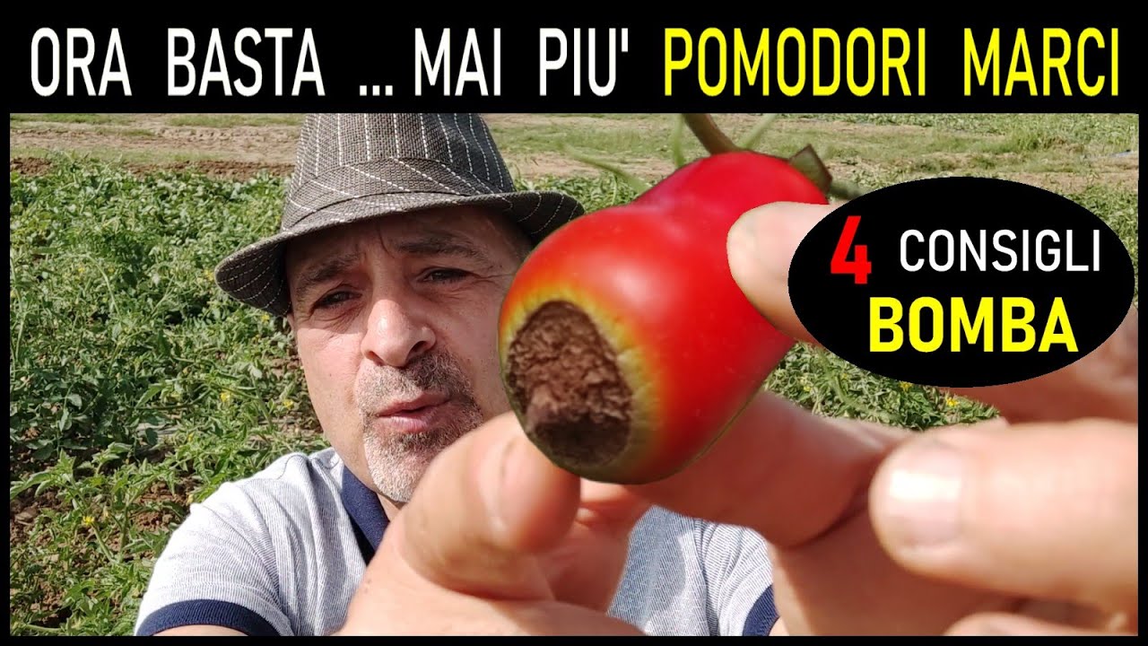 si possono mangiare i pomodori con marciume apicale