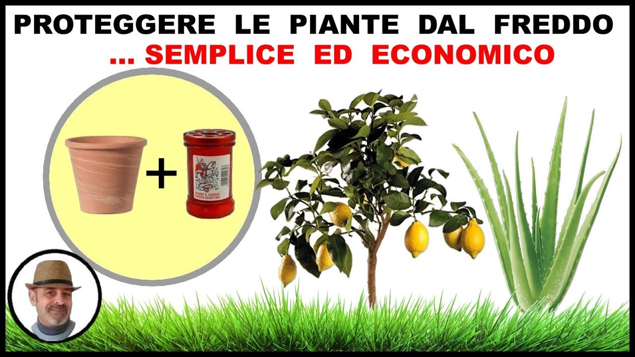 teli per proteggere le piante dal freddo