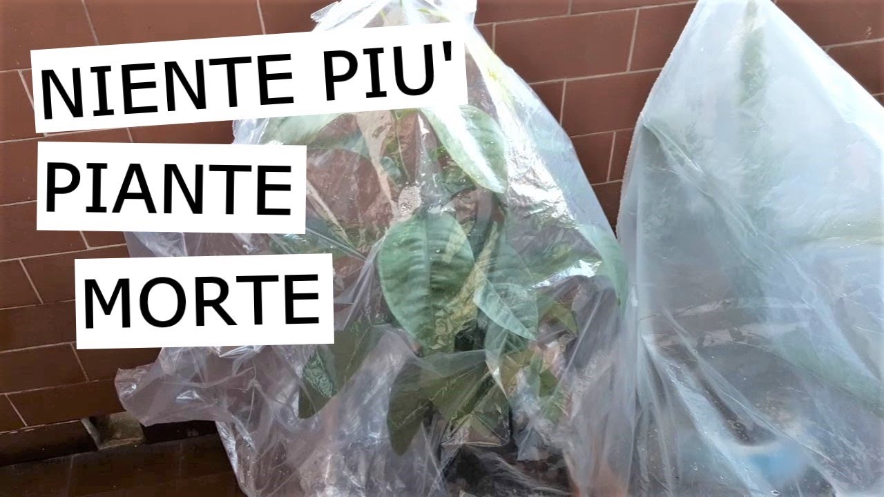 telo per coprire piante in inverno