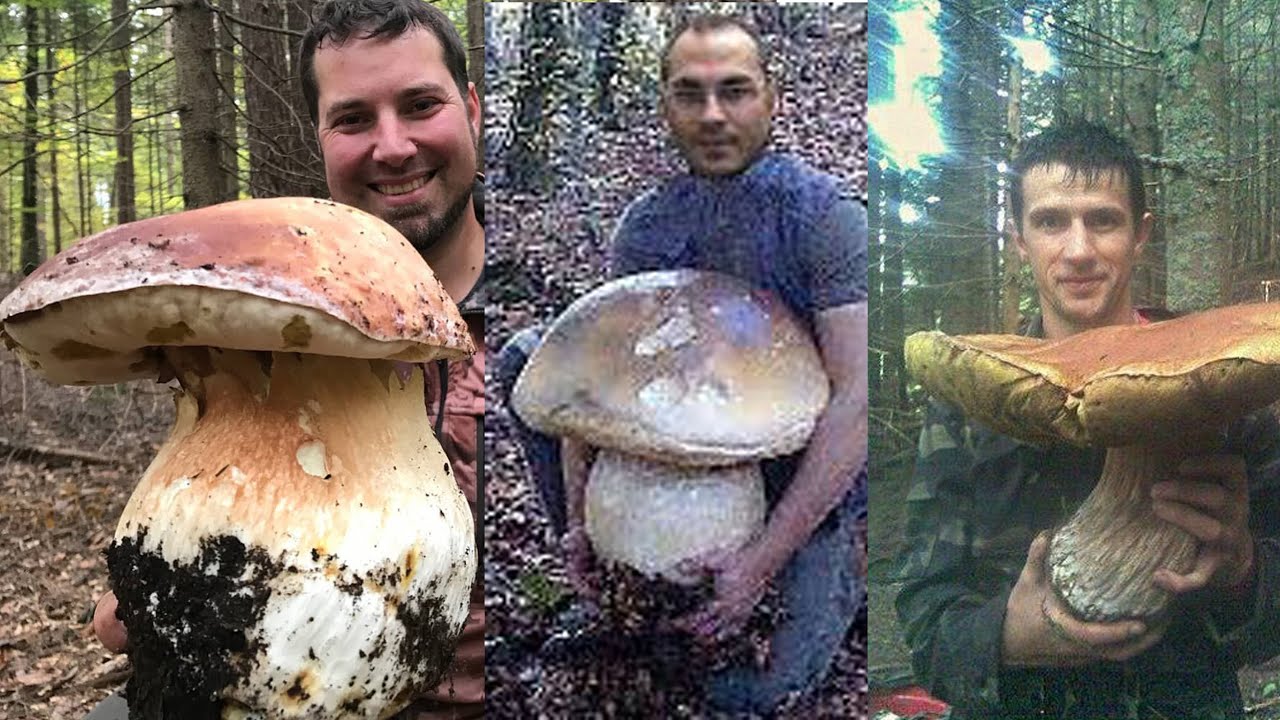 vendita funghi porcini freschi vicino a me