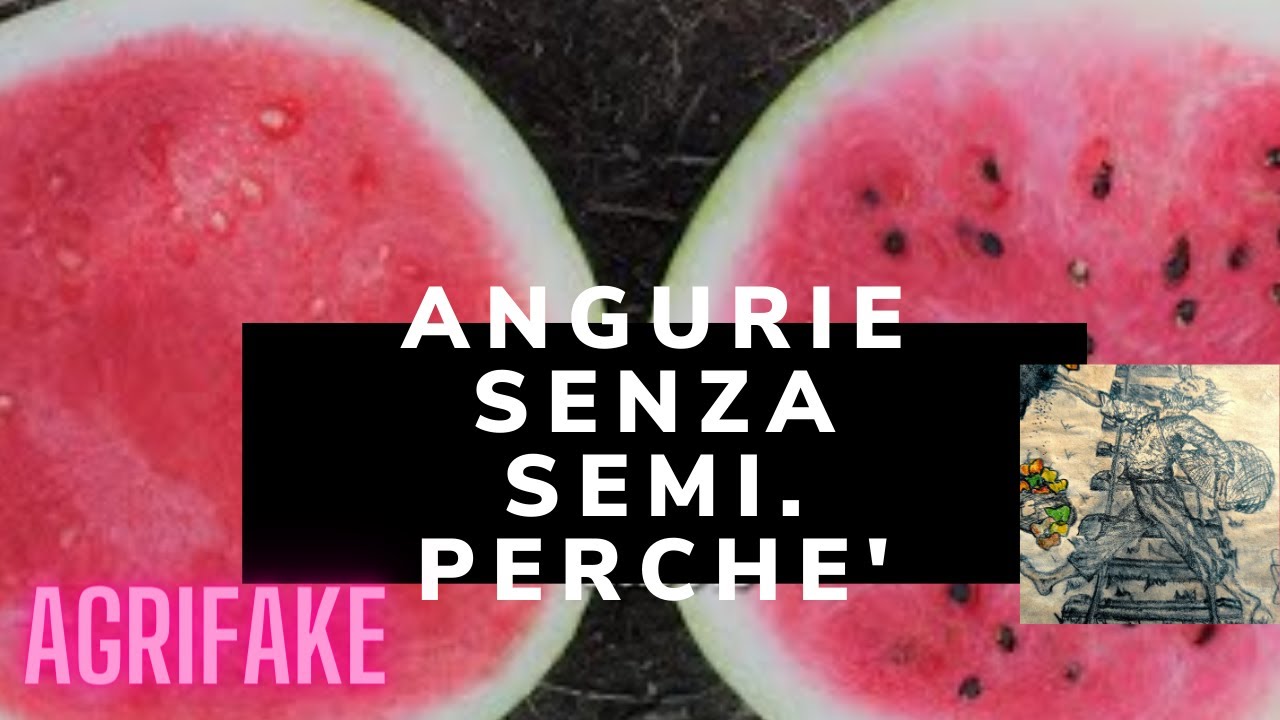 anguria senza semi come si chiama