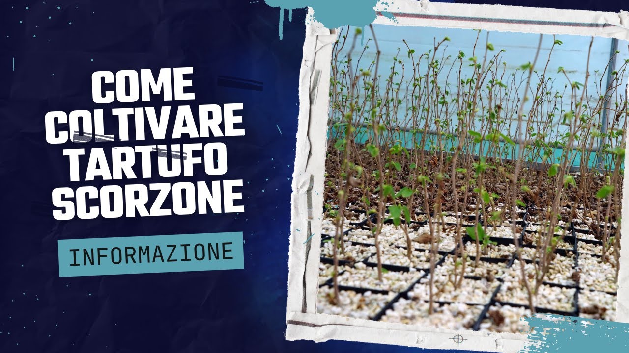 come coltivare il tartufo in casa
