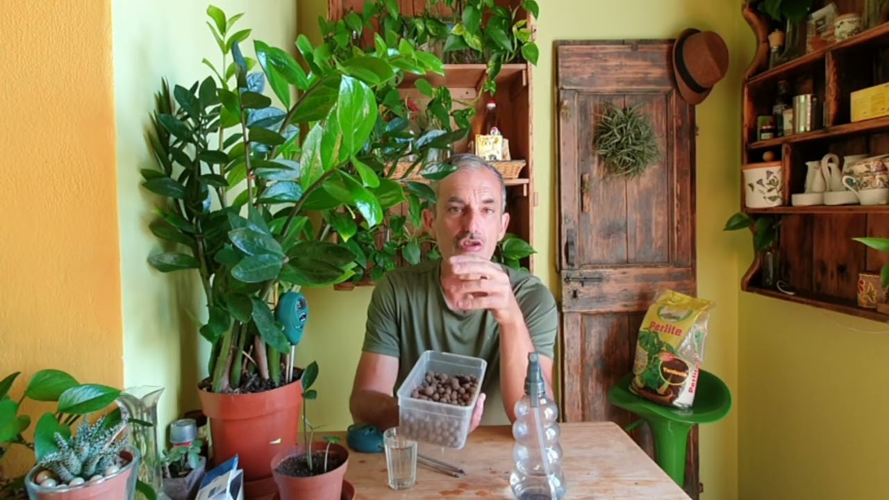 come curare le piante da appartamento