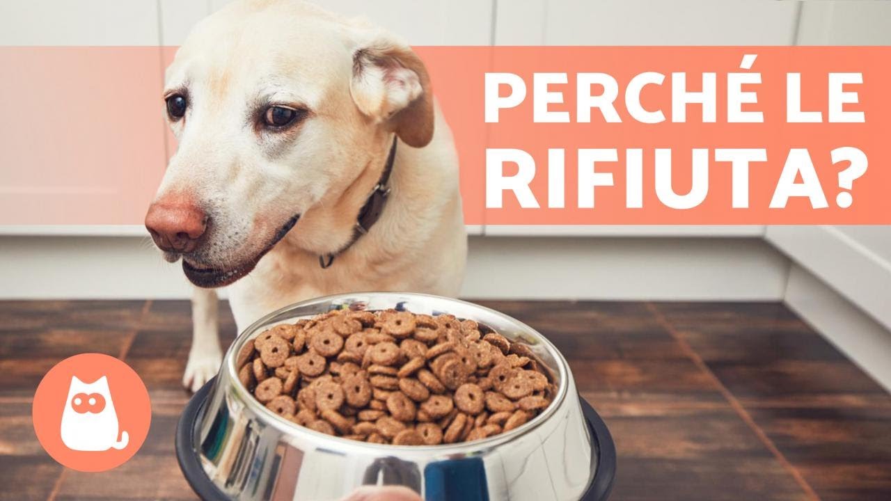 come fare mangiare le crocchette al cane
