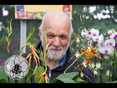da una foglia di orchidea può nascere una pianta