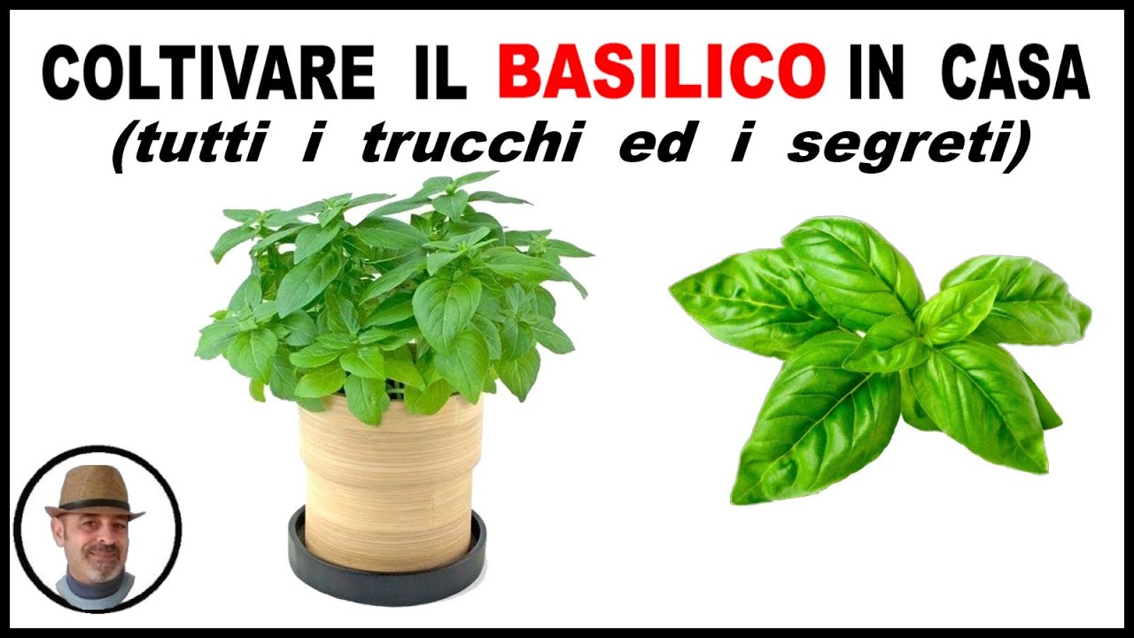 le piante come il rosmarino e il basilico