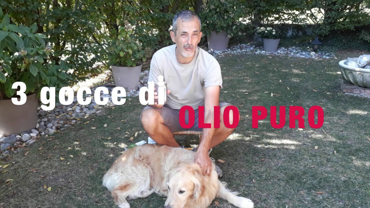 olio di neem dove si compra