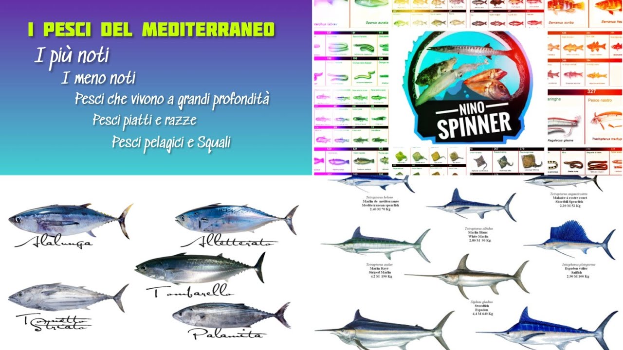 pesci di mare nomi e foto