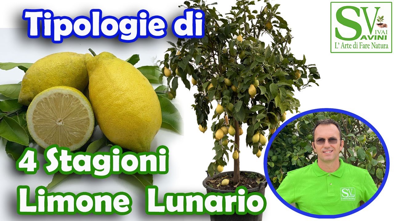 pianta di limone 10 anni prezzo