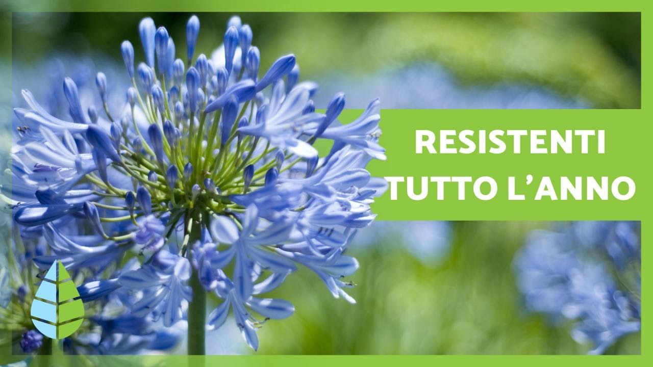 piante verdi da esterno resistenti al freddo