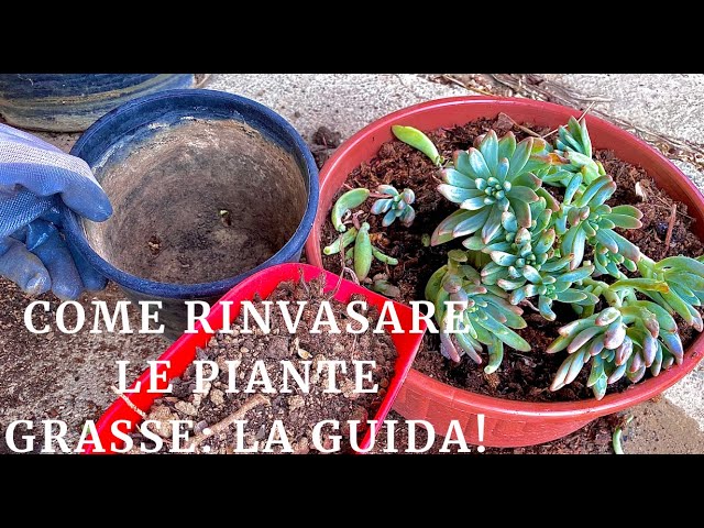quando si rinvasano le piante grasse