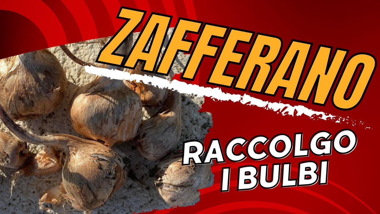 quando togliere i bulbi di zafferano