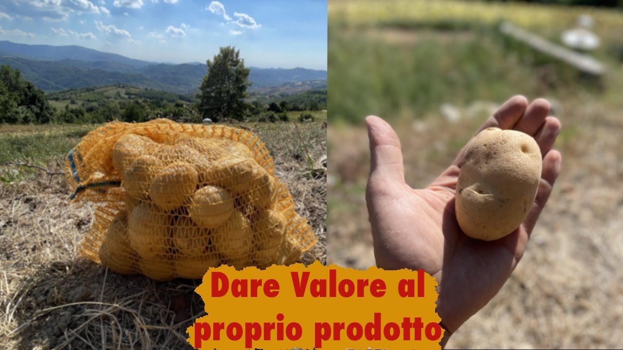 quanto costano le patate al kg
