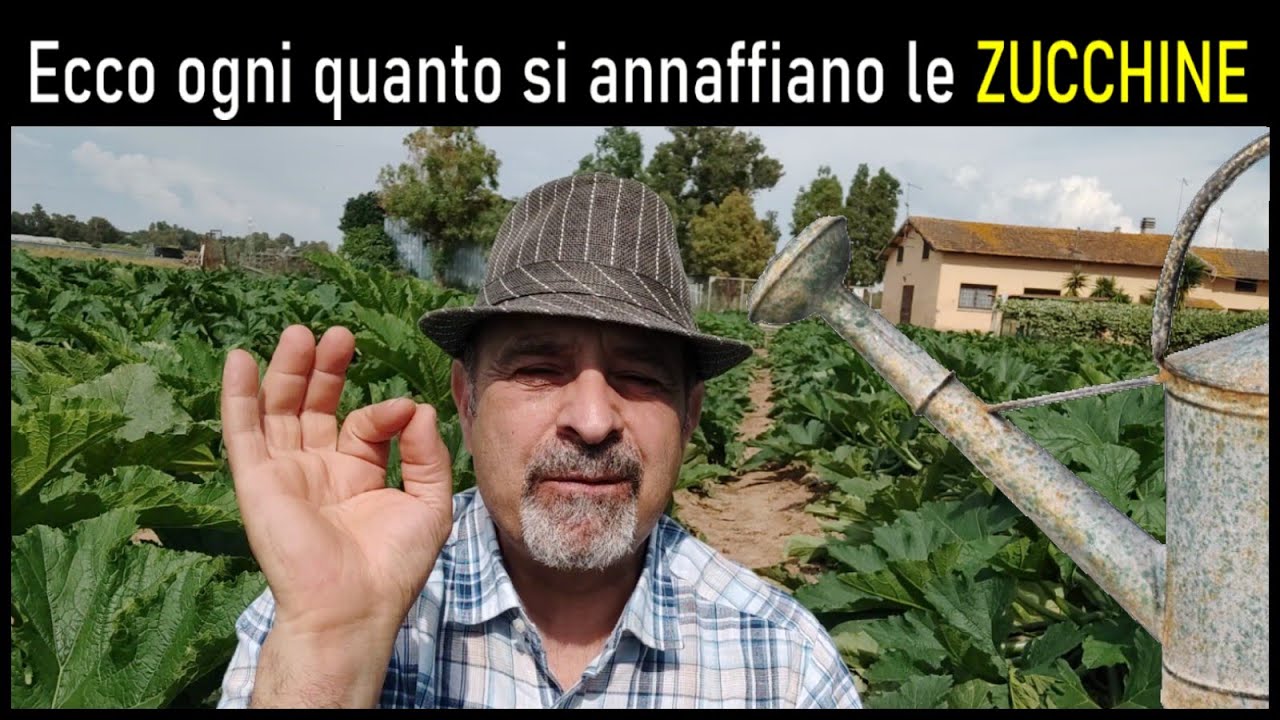 quanto costano le zucchine al kg