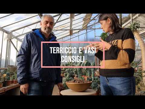 vasetti in ceramica per piante grasse