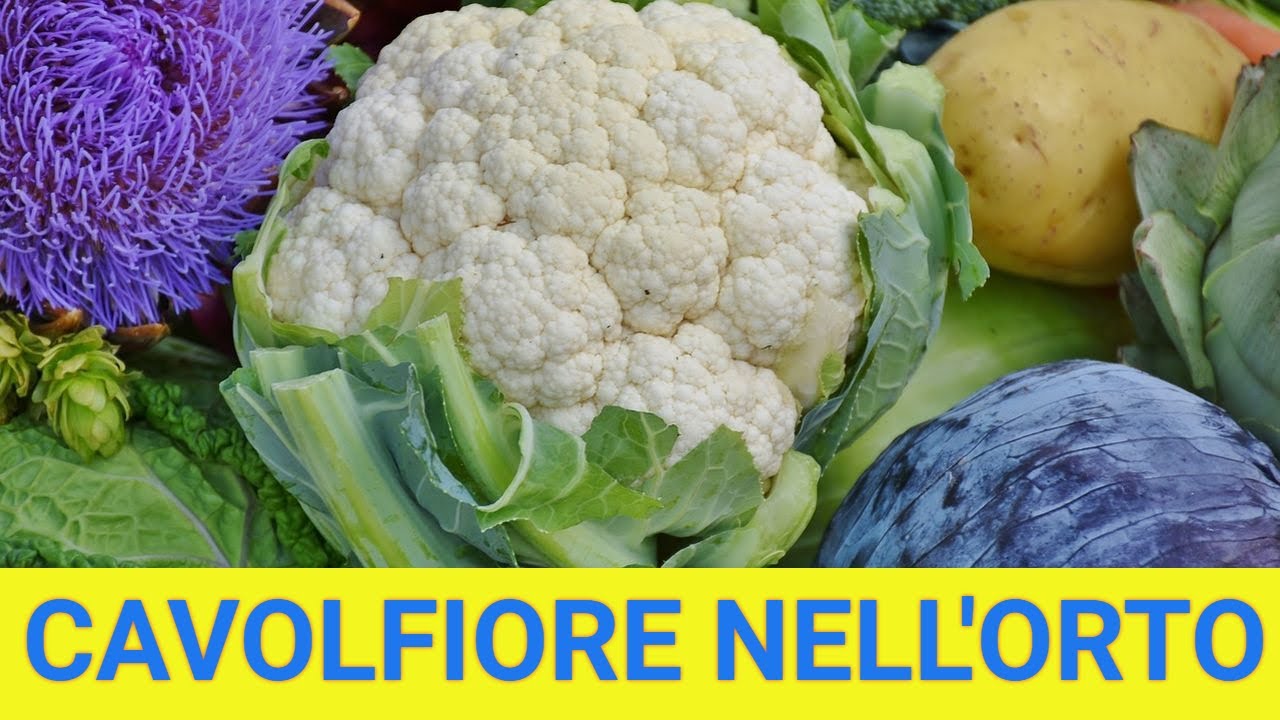 perché il cavolfiore bianco diventa rosa